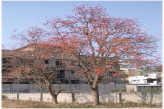 Erythrina suberosa